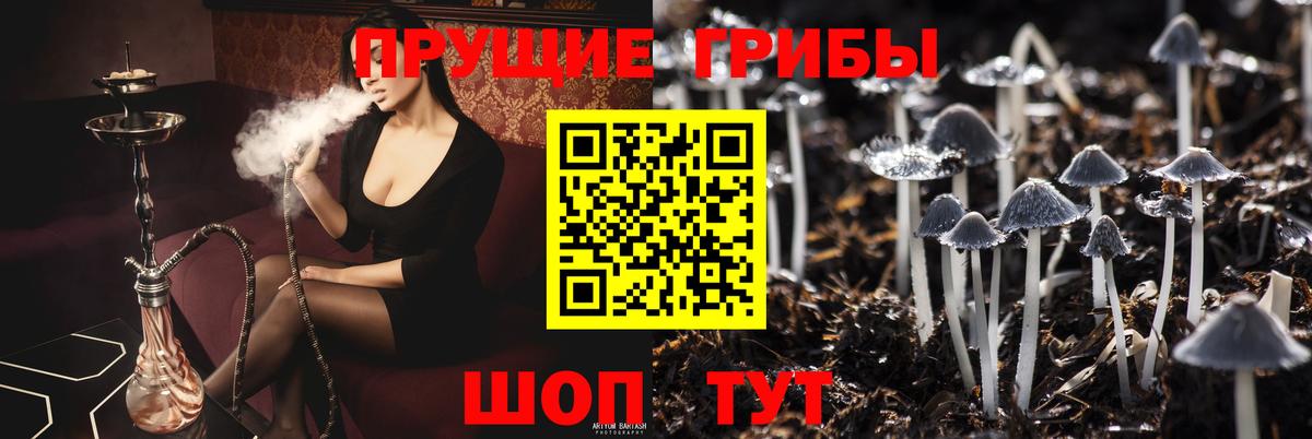 Псилоцибиновые грибы Psilocybe Глазов